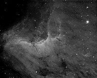 The Pelican Nebula